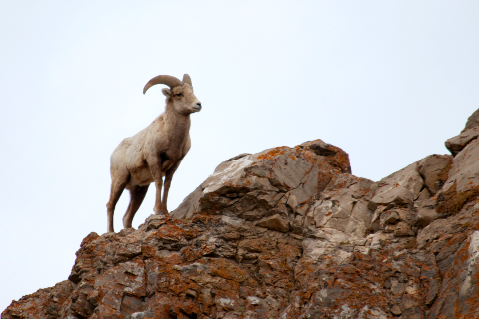Bighorn Sheep on the National Elk Refuge
