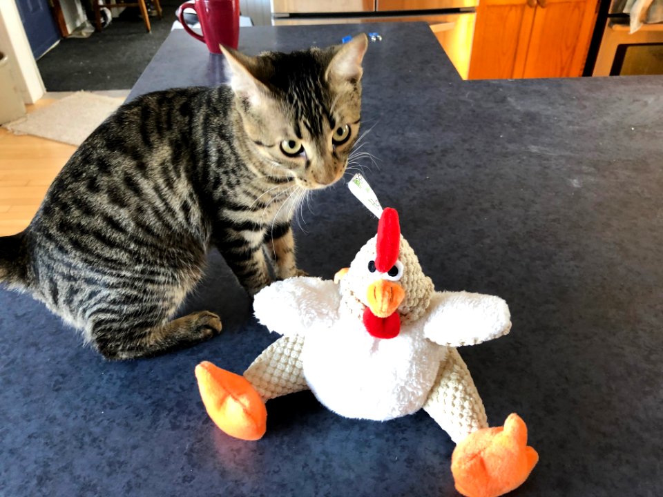 WHAT KIND OF TOY IS DIS?
