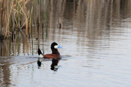 Ruddy Duck photo