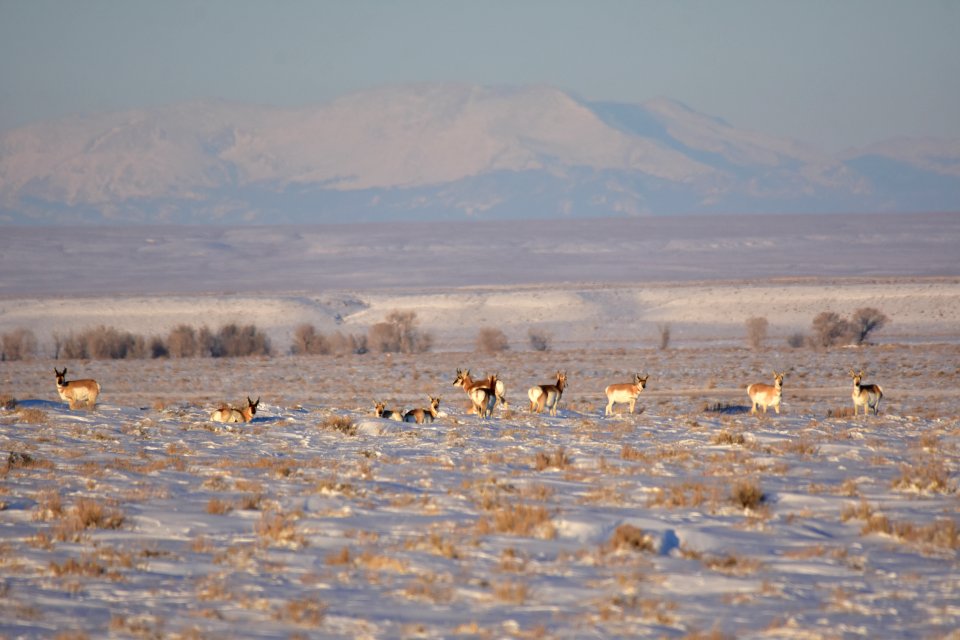 Pronghorn at Seedskadee National Wildlife Refuge