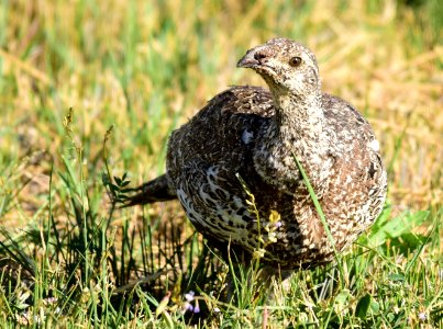 Greater sage-grouse at Seedskadee National Wildlife Refuge
