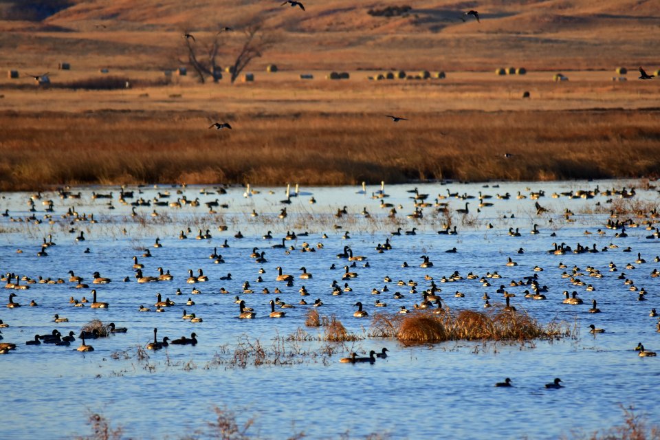 Waterfowl on LaCreek National Wildlife Refuge