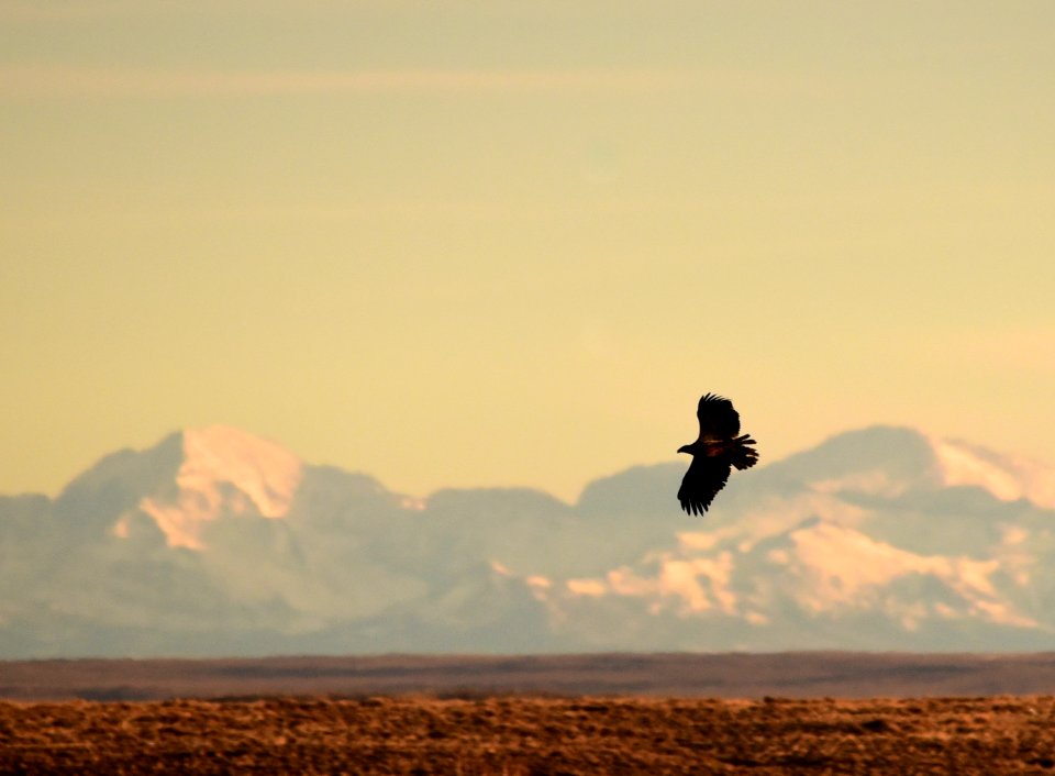 Bald eagle at Seedskadee National Wildlife Refuge