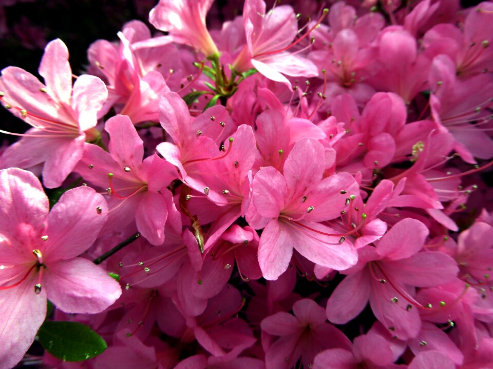 Close up bright pink photo