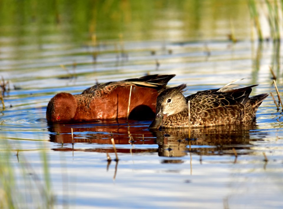 Cinnamon teal at Seedskadee National Wildlife Refuge
