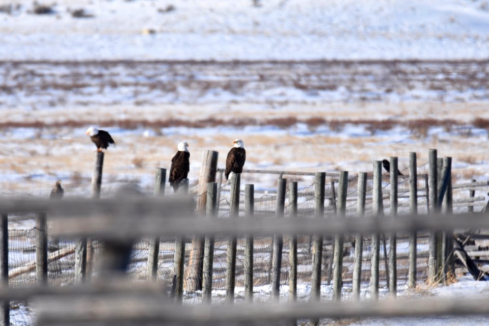 National Elk Refuge
