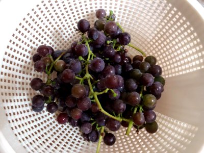 Grape Harvesting
