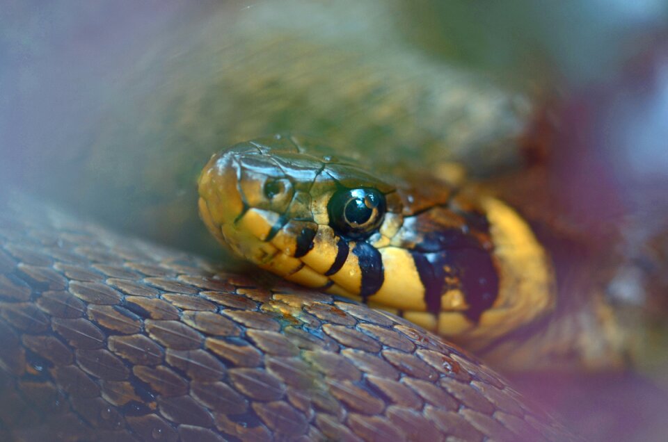 Natter snakehead reptile