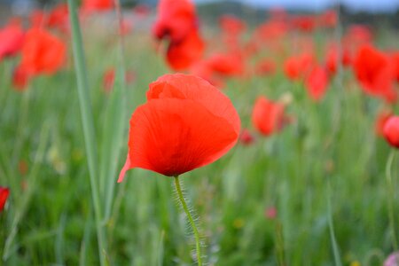 Red flowers poppy flower field
