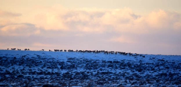 Pronghorn on the move at Seedskadee National Wildlife Refuge