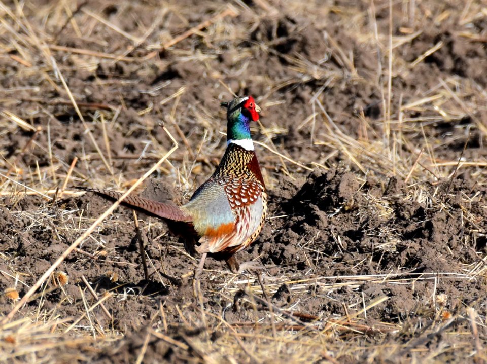 Ring-necked pheasant at LaCreek National Wildlife Refuge