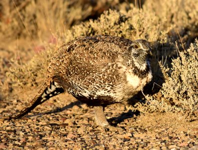 Greater sage-grouse at Seedskadee National Wildlife Refuge