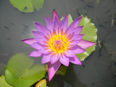 Water lily flower nymphaea photo