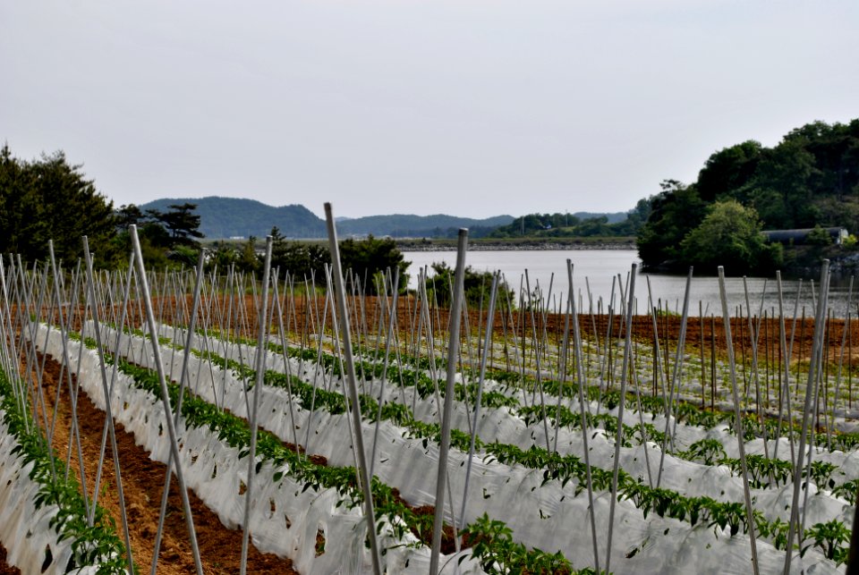 Anmyeondo Farm Area
