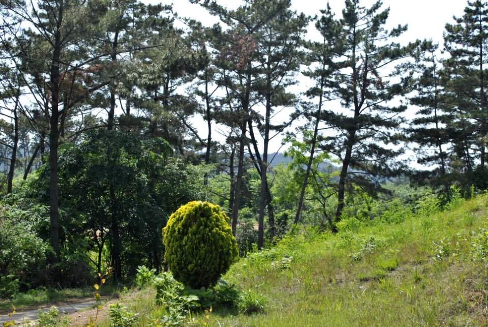 Anmyeondo Farm Area