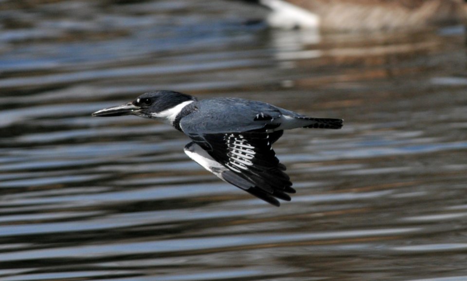 Belted Kingfisher, Scott Somershoe
