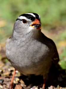 White-crowned sparrow photo