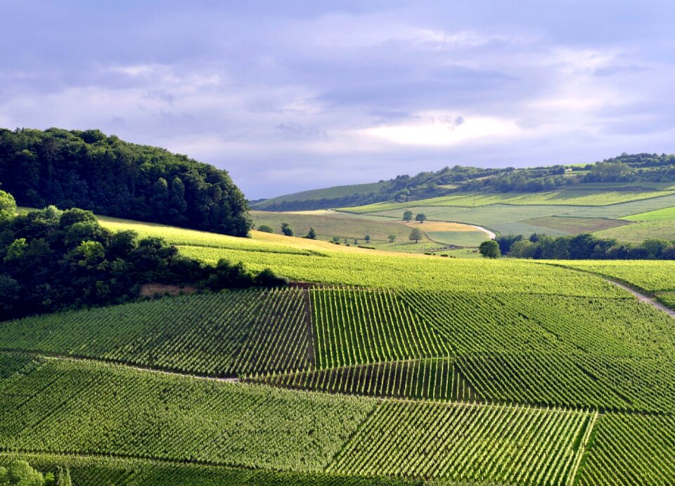 Summer grapes luxemburg