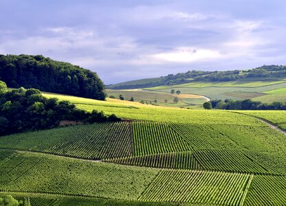 Summer grapes luxemburg photo