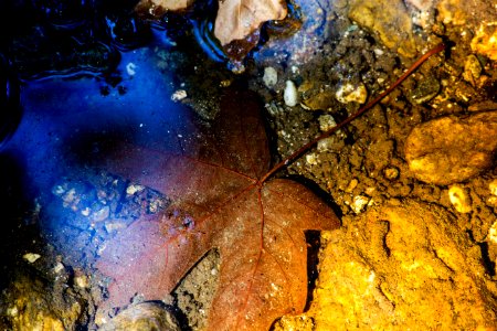 Maple leaf