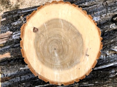 Log Disc