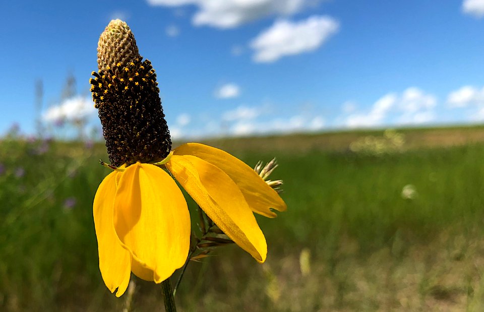 Coneflower In the Field