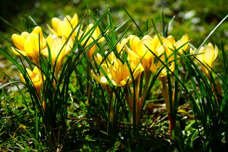 Bühen yellow blossom photo