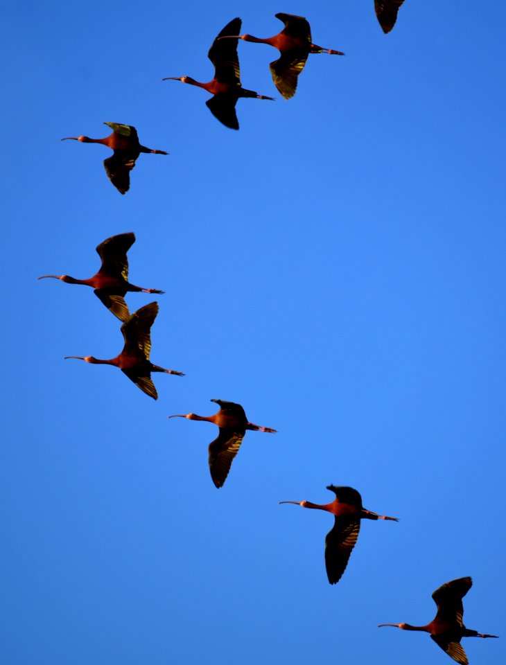 bird white faced ibis on Seedskadee NWR 294