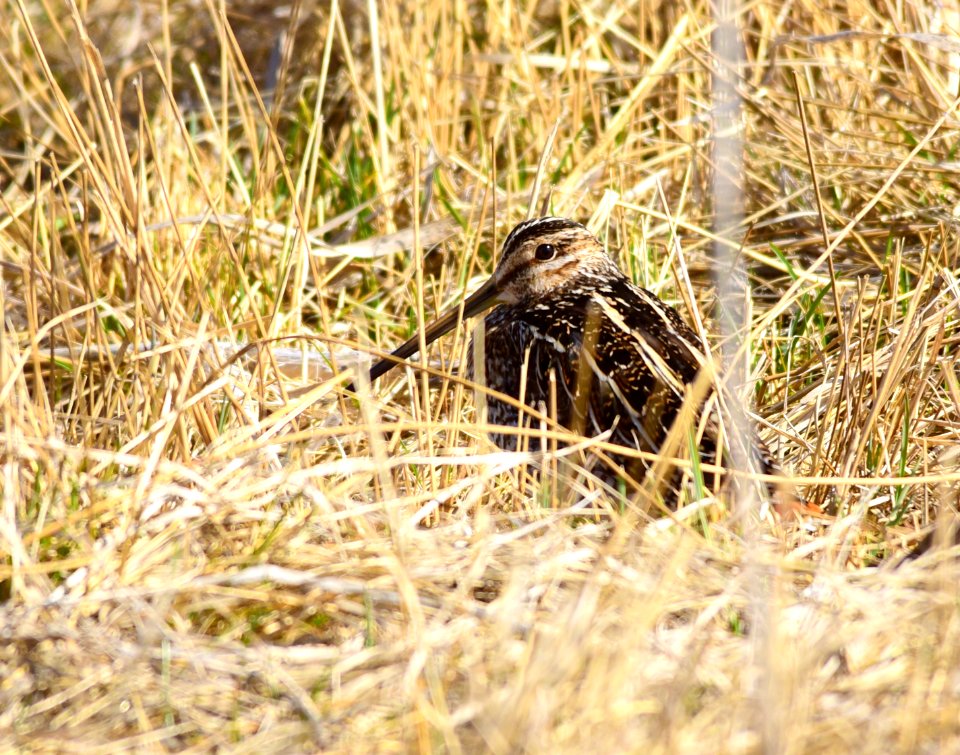 Wilson's snipe at Seedskadee National Wildlife Refuge