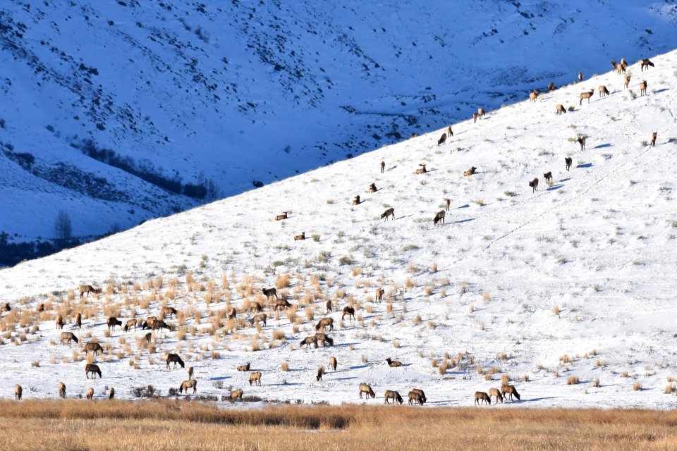 National Elk Refuge