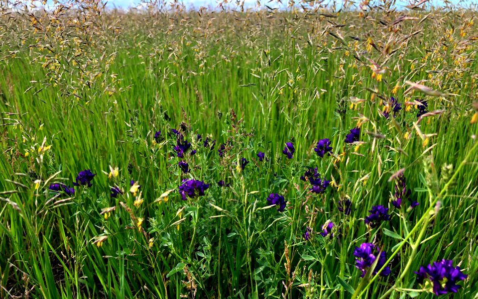 Clover in the Field