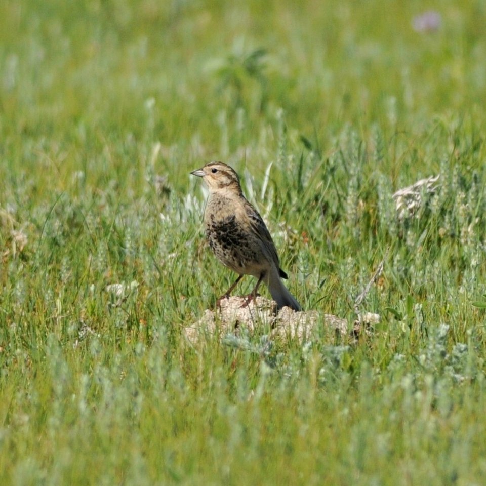 Chestnut-collared Longspur (female), Scott Somershoe 2