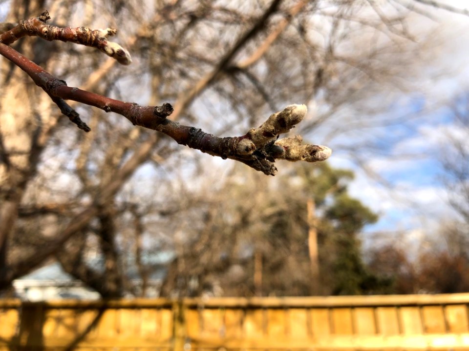 Apple Tree Fuzz