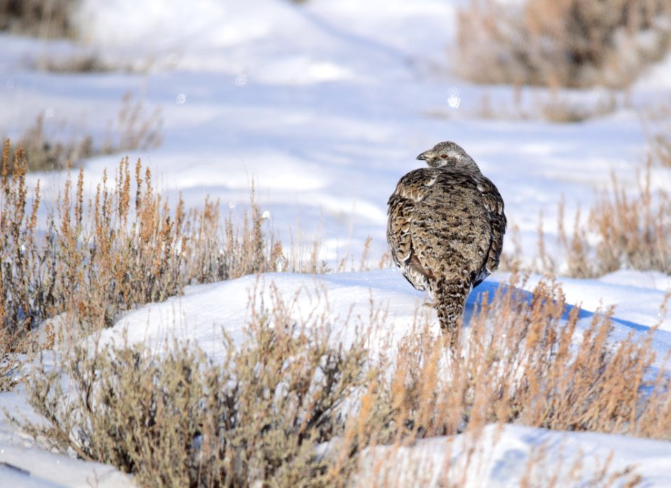 Greater sage-grouse on Seedskadee National Wildlife Refuge