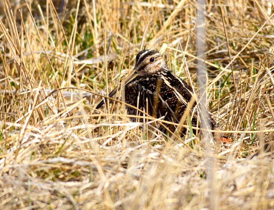 Wilson's snipe at Seedskadee National Wildlife Refuge