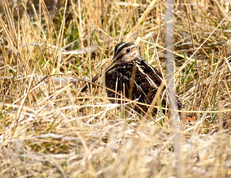 Wilson's snipe at Seedskadee National Wildlife Refuge photo