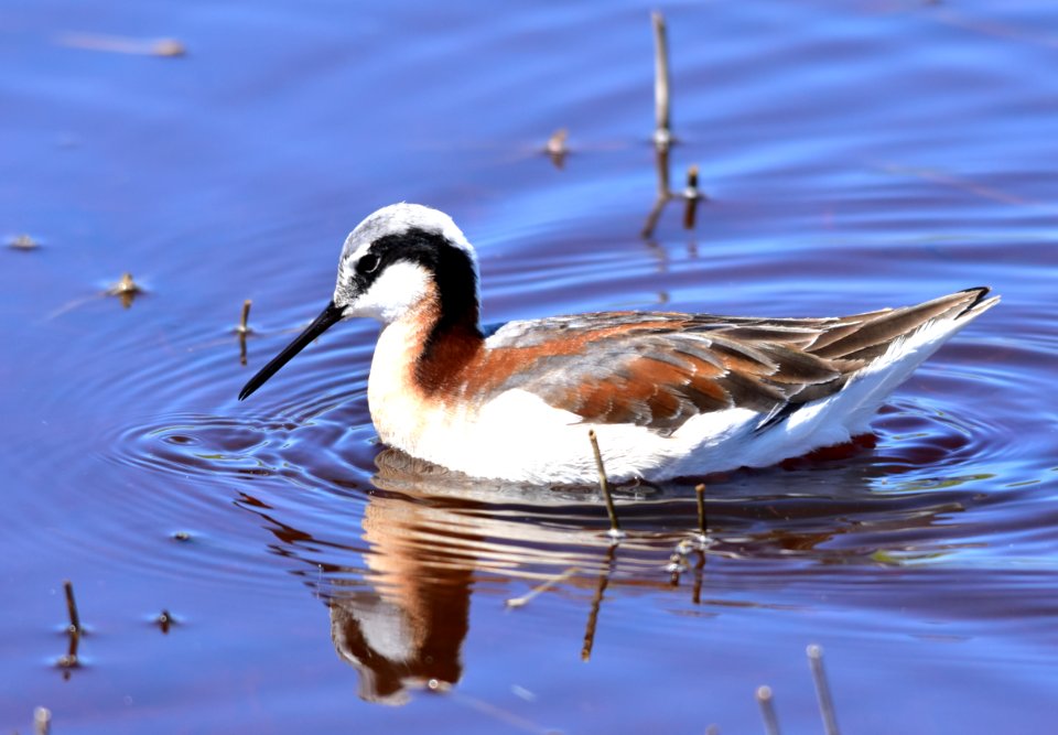 Wilson's phalarope at Seedskadee National Wildlife Refuge
