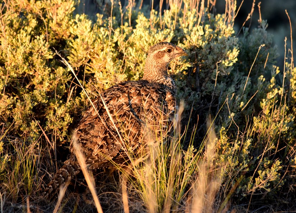 Greater sage-grouse at Seedskadee National Wildlife Refge