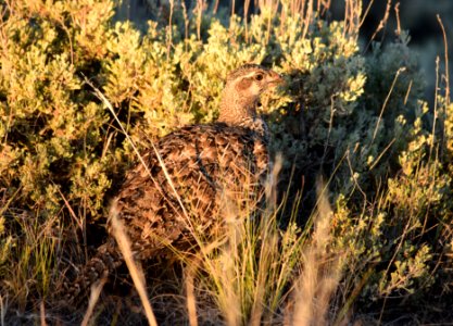 Greater sage-grouse at Seedskadee National Wildlife Refge