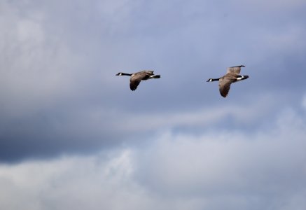 Canada geese at Seedskadee National Wildlife Refuge