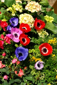 Yeouido Flower Festival