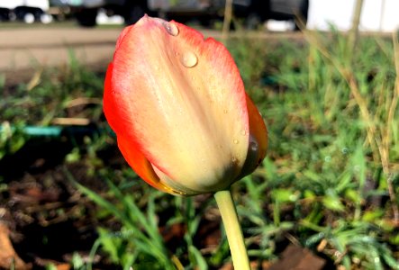 Woah Tulips!