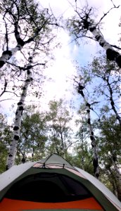 Camping Under the Aspen