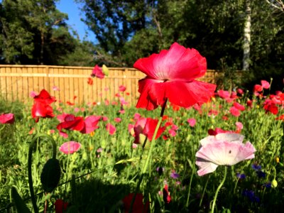 Poppy Mania in the Backyard
