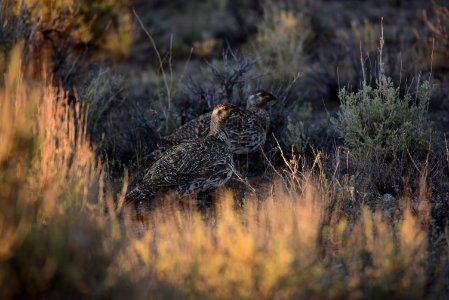Greater sage-grouse at Seedskadee National Wildlife Refuge