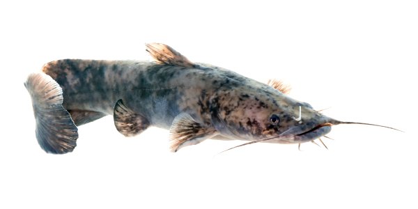 Flathead Catfish (Pylodictis olivaris) photo