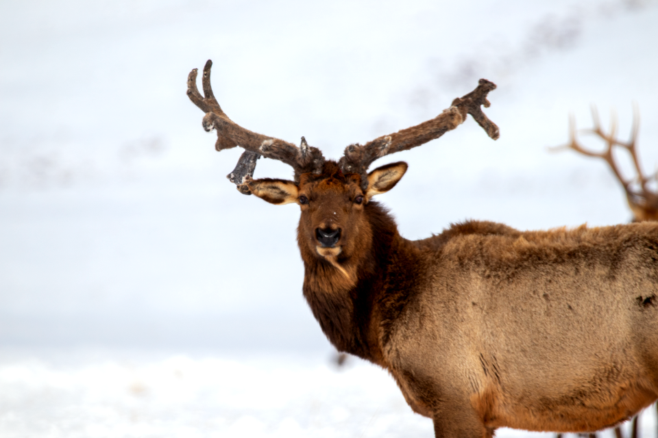 Curious Antlers