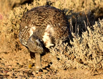 Greater sage-grouse at Seedskadee National Wildlife Refuge