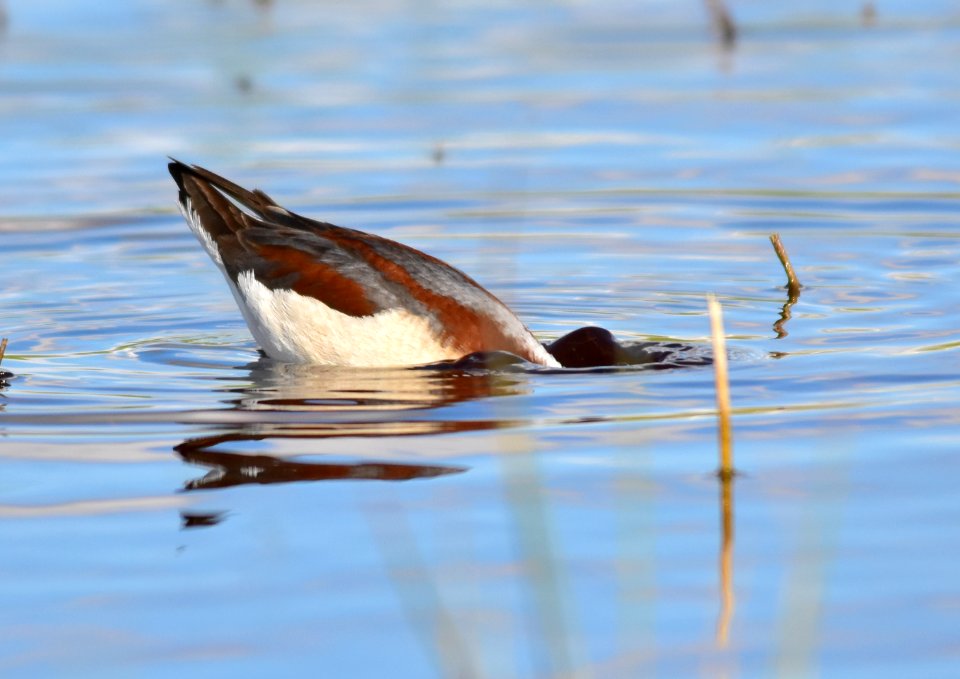 Wilson's phalarope at Seedskadee National Wildlife Refuge