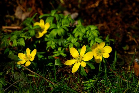 Bloom yellow eranthis hyemalis